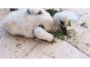 Elektrik Direğinde Asılı Kalan Leylek Yavrusu Böyle Kurtarıldı