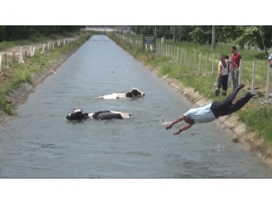 Sulama Kanalına Düşen Hayvanlar İçin İtfaiye Ve Vatandaşlar Seferber Oldu