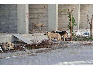Köpeklerin Saldırısına Uğrayan Genç Bisikletten Düşerek Yaralandı