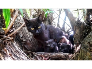 O Kedi Yavrularını Korumak İsterken Öldü
