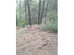 Kestiği Ağacın Altında Can Verdi