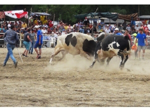 Ula’da Boğa Güreşi