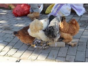 Kkka Hastalığına Karşı En Etkili Önlem Tavuklar