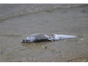 Bayramhacılı Barajı’nda Yüzlerce Balık Kıyıya Vurdu