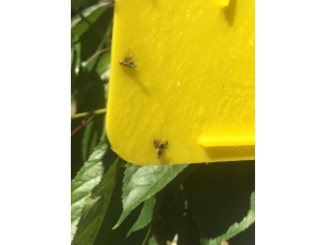 Şaphane Ziraat Odası Başkanı Kiraz Üreticisini Uyardı