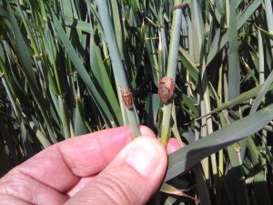 Eskişehir’de Süne Mücadele Çalışmaları Bayramda Da Devam Etti