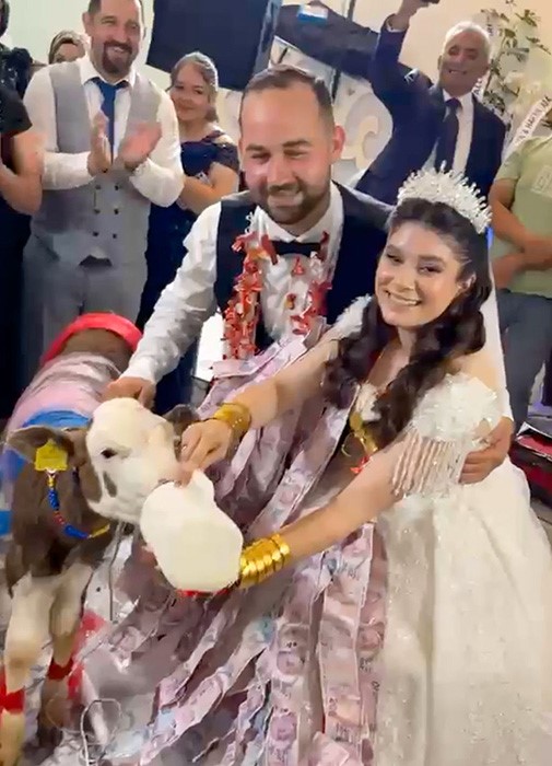 taki-merasiminde-altin-yerine-disi-buzagi-hediye-edildi
