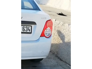 Sesinden Rahatsız Oldukları Kargaları Tüfekle Vurdular