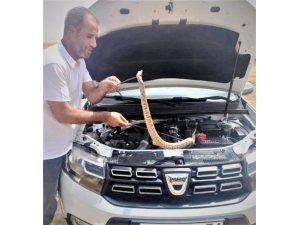 Otomobilin Motoruna Giren Yılan Güçlükle Çıkartıldı