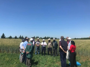 Süne İle Mücadele İçin 100 Bin Parazitoit Doğaya Salındı