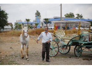 Antalya’da Fayton Dönemi Sona Erdi, Atlar Hayvanat Bahçesine Teslim Edildi