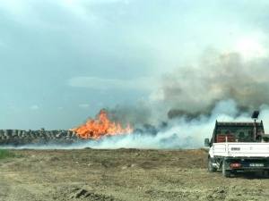 Söke’de Pamuk Çalıları Alev Alev Yandı
