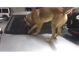 Polis Uyuşturucu Tacirlerine Göz Açtırmıyor