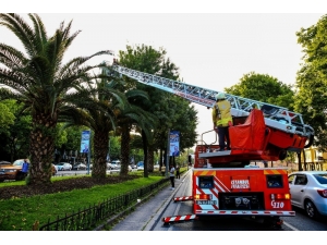 Ağaçta Mahsur Kalan Yavru Kedinin İmdadına İtfaiye Yetişti