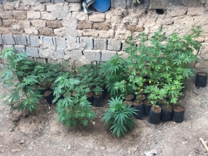 Konya’da Yapılan Baskında Kenevir Ele Geçirildi