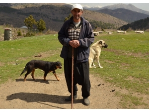 Çobanların Mera Kavgası Kanlı Bitti