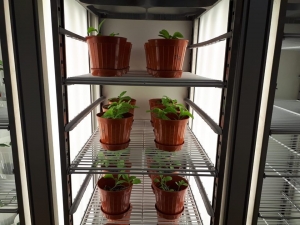 Endemik Bitkiler, Doku Kültürü Laboratuvarında Üretildi