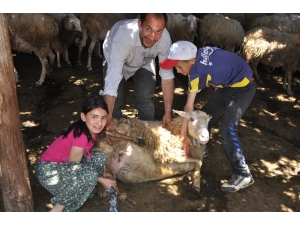 Hocalar’da Koyun Kırkımı Şölen Havasında Başladı