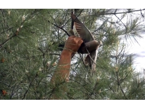 İtfaiye Ekipleri Güvercin İçin Seferber Oldu