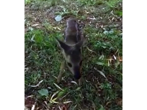 Yavru Karacalar, Fındık Bahçesinde Bulundular