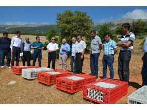 Hatay’da Kınalı Keklikler Doğaya Bırakıldı