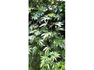 Zeytinlikte Kenevir Yetiştirdi