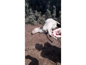 Sel Nedeniyle 25 Küçükbaş Hayvan Telef Oldu