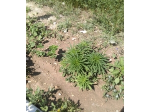 Niğde’de Bir Eve Düzenlenen Operasyonda 262 Kök Kenevir Ele Geçirildi