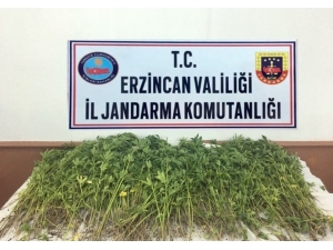 Erzincan’da 981 Kök Kenevir İmha Edildi