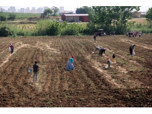 Başak Toplayarak Hem Ailesini Geçindiriyor Hem Okul Harçlığını Çıkartıyor