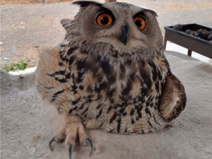 Yaralı Baykuşa Vatandaş Sahip Çıktı