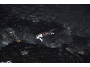 Tekirdağ’da Su Samuru Bulundu