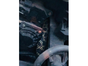 Satılık Aracı Görmeye Gelen Müşteri Yılanla Karşılaştı