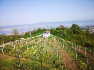 Büyükşehir’den Çiftçiye Çilek Ve Kivi Bahçesi Desteği