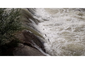 Balıkların Üreme Göçüne Böyle Yardım Ettiler