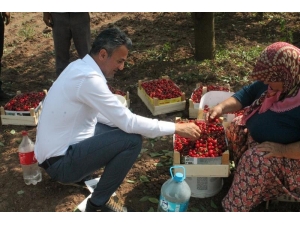 İl Müdürü Yoldaş, Kiraz Üreticileriyle Bir Araya Geldi