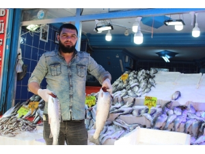 Balıkta Çeşit Çok, Talep Az