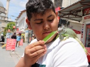 İguanayı Papağan Gibi Omzunda Gezdiriyor