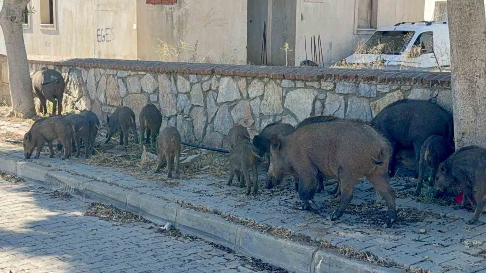 bodrum-da-gunduz-vakti-domuz-surusu-mahalleye-indi