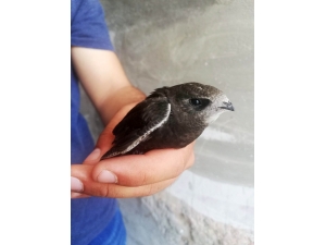 Parkta Otururken Ebabil Kuşu Buldu