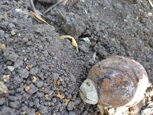 Çapa Yaparken El Bombası Buldu