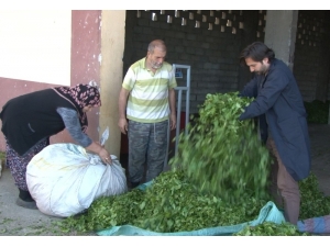 Çaykur Son 20 Yılın En Fazla Çayını Aldı