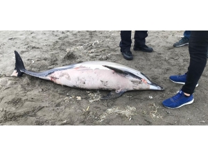 Samsun’da Ölü Yunus Karaya Vurdu