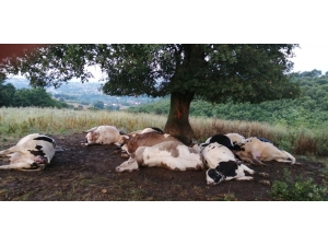 Ağaca Yıldırım Düştü, 10 İnek Telef Oldu