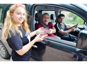 Günde Bir Kilo Toplanabiliyor, Taleplere Yetişilemiyor