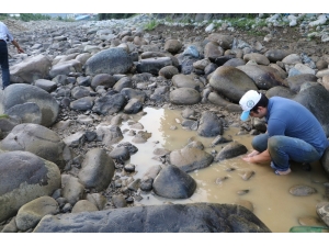 Derenin Yatağı Değiştirilince Balıkları Kurtarmak Köylüye Düştü