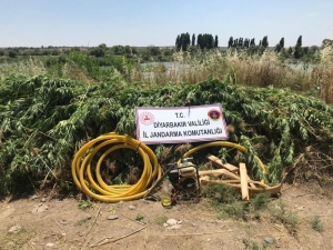 Diyarbakır’da 122 Bin 789 Kök Kenevir Ele Geçirildi