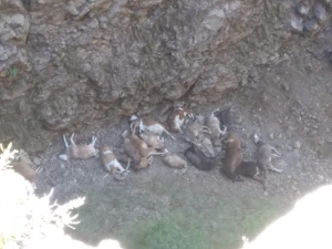 Doludan Kaçan Hayvanlar Uçurumdan Düşerek Telef Oldu