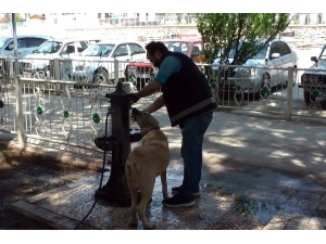 Sıcaktan Bunalan Köpeğe Polis Şefkati