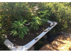 Banyon Küvetinde Uyuşturucu Yetiştirmiş